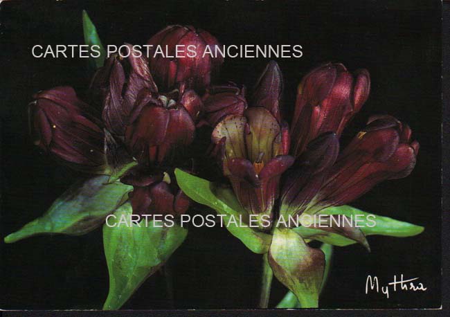 Cartes postales anciennes > CARTES POSTALES > carte postale ancienne > cartes-postales-ancienne.com Fleurs