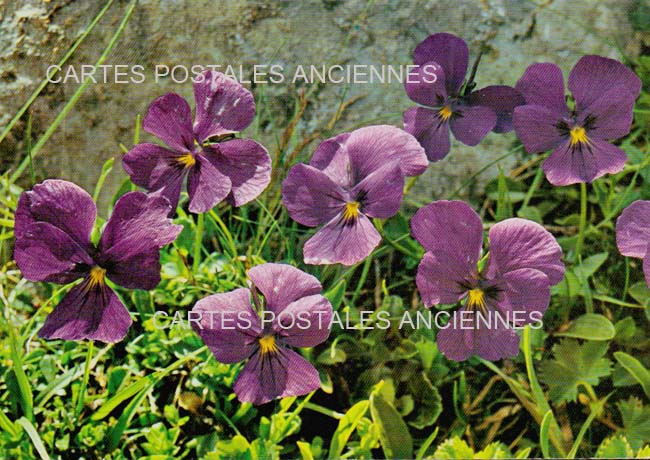 Cartes postales anciennes > CARTES POSTALES > carte postale ancienne > cartes-postales-ancienne.com Fleurs