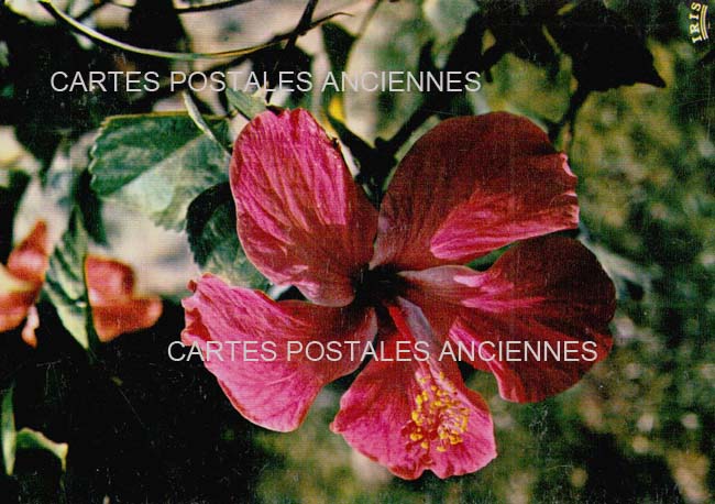 Cartes postales anciennes > CARTES POSTALES > carte postale ancienne > cartes-postales-ancienne.com Fleurs