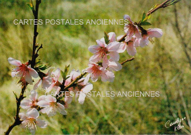 Cartes postales anciennes > CARTES POSTALES > carte postale ancienne > cartes-postales-ancienne.com Fleurs