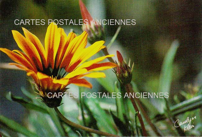 Cartes postales anciennes > CARTES POSTALES > carte postale ancienne > cartes-postales-ancienne.com Fleurs