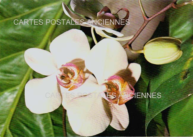 Cartes postales anciennes > CARTES POSTALES > carte postale ancienne > cartes-postales-ancienne.com Fleurs