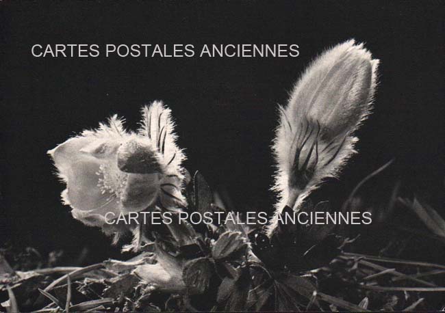 Cartes postales anciennes > CARTES POSTALES > carte postale ancienne > cartes-postales-ancienne.com Fleurs