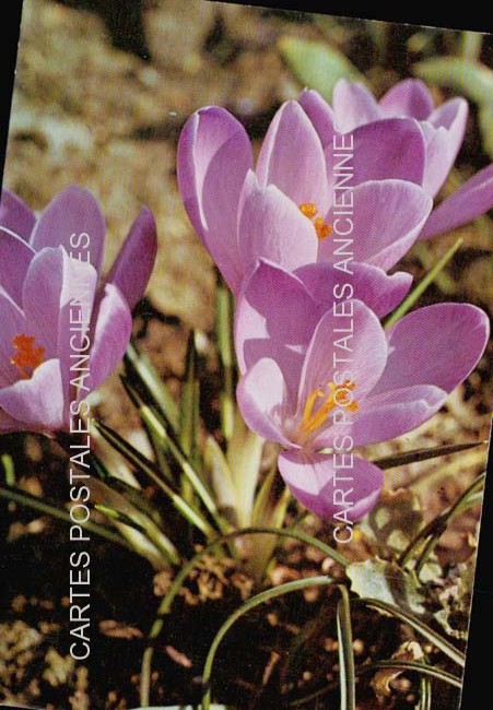 Cartes postales anciennes > CARTES POSTALES > carte postale ancienne > cartes-postales-ancienne.com Fleurs