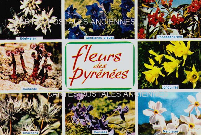 Cartes postales anciennes > CARTES POSTALES > carte postale ancienne > cartes-postales-ancienne.com Fleurs