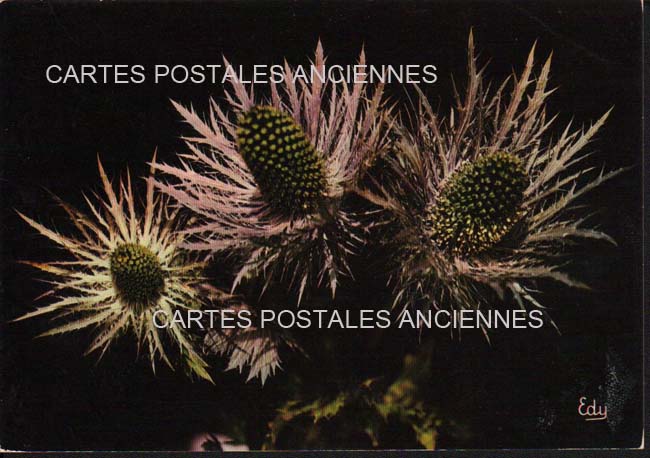 Cartes postales anciennes > CARTES POSTALES > carte postale ancienne > cartes-postales-ancienne.com Fleurs