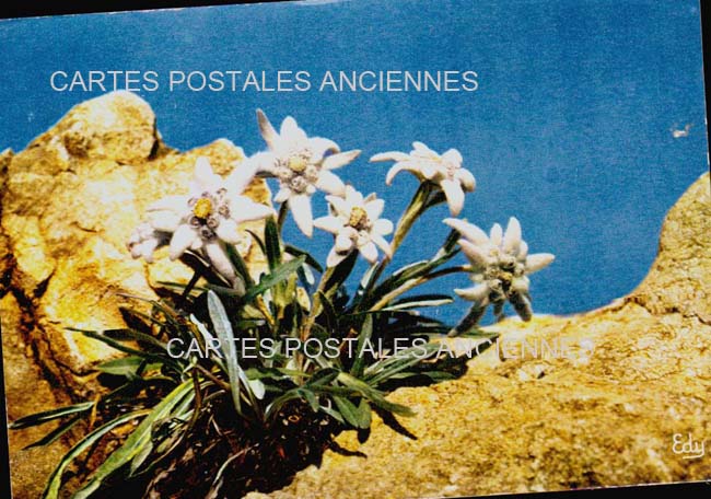 Cartes postales anciennes > CARTES POSTALES > carte postale ancienne > cartes-postales-ancienne.com Fleurs