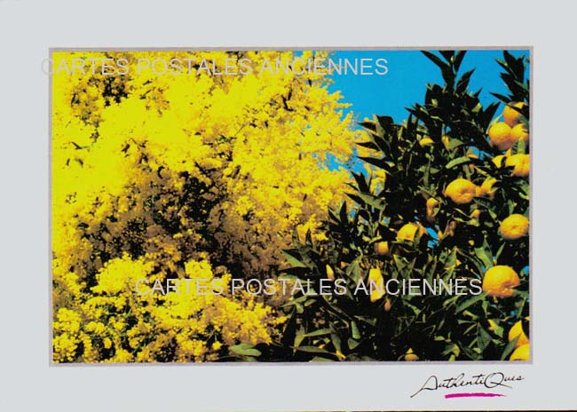 Cartes postales anciennes > CARTES POSTALES > carte postale ancienne > cartes-postales-ancienne.com Fleurs