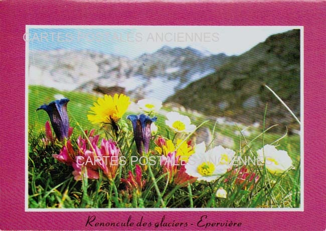 Cartes postales anciennes > CARTES POSTALES > carte postale ancienne > cartes-postales-ancienne.com Fleurs