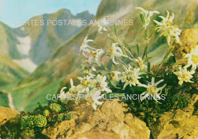 Cartes postales anciennes > CARTES POSTALES > carte postale ancienne > cartes-postales-ancienne.com Fleurs