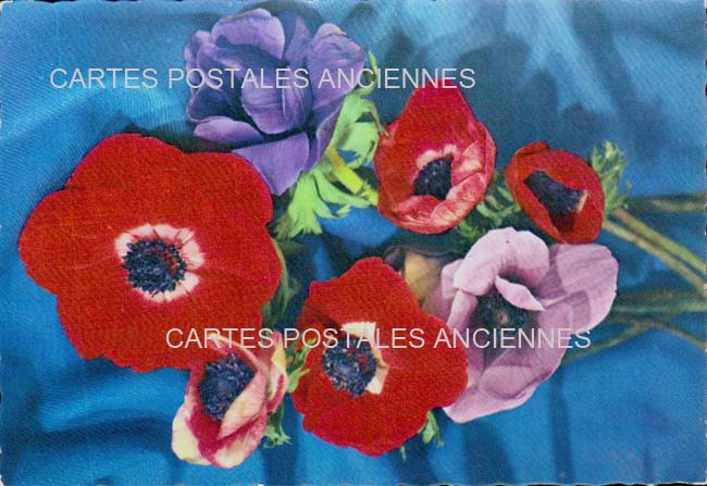 Cartes postales anciennes > CARTES POSTALES > carte postale ancienne > cartes-postales-ancienne.com Fleurs