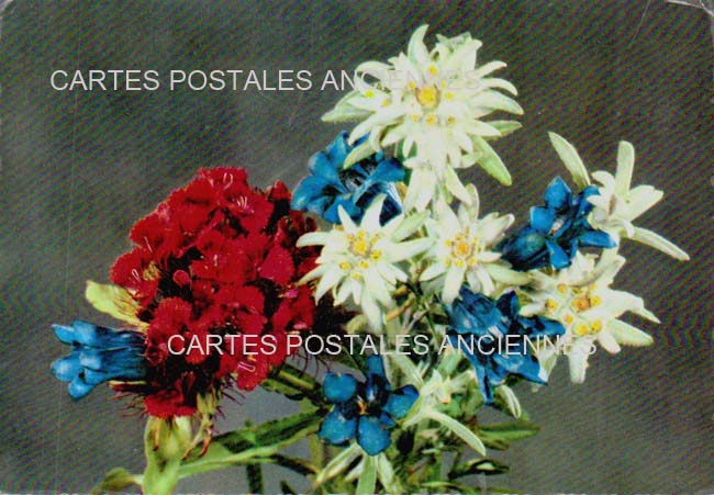 Cartes postales anciennes > CARTES POSTALES > carte postale ancienne > cartes-postales-ancienne.com Fleurs