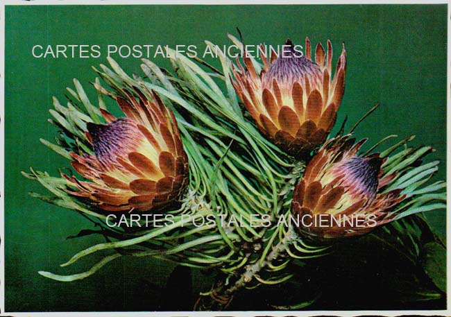 Cartes postales anciennes > CARTES POSTALES > carte postale ancienne > cartes-postales-ancienne.com Fleurs