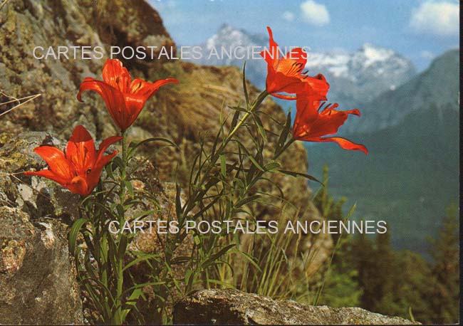 Cartes postales anciennes > CARTES POSTALES > carte postale ancienne > cartes-postales-ancienne.com Fleurs