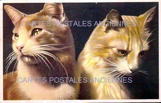 Cartes postales anciennes > CARTES POSTALES > carte postale ancienne > cartes-postales-ancienne.com Animaux Chats