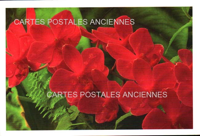 Cartes postales anciennes > CARTES POSTALES > carte postale ancienne > cartes-postales-ancienne.com Divers