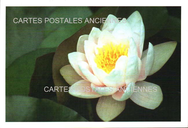 Cartes postales anciennes > CARTES POSTALES > carte postale ancienne > cartes-postales-ancienne.com Divers