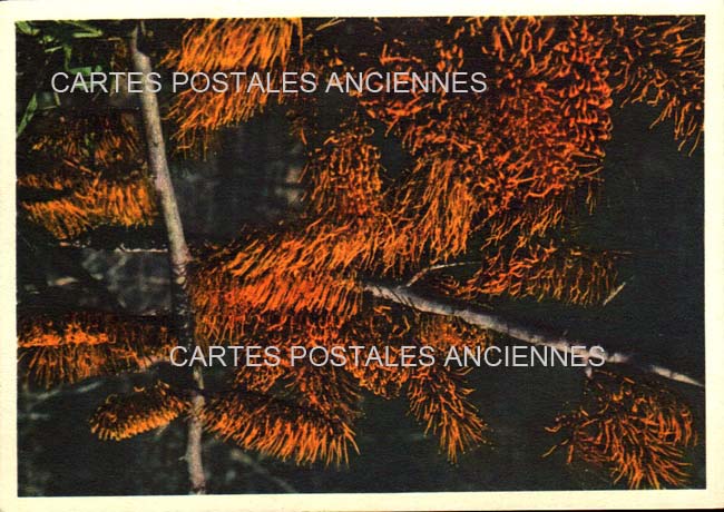 Cartes postales anciennes > CARTES POSTALES > carte postale ancienne > cartes-postales-ancienne.com Fleurs