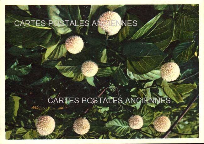 Cartes postales anciennes > CARTES POSTALES > carte postale ancienne > cartes-postales-ancienne.com Fleurs