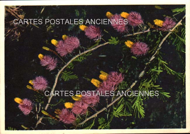 Cartes postales anciennes > CARTES POSTALES > carte postale ancienne > cartes-postales-ancienne.com Fleurs