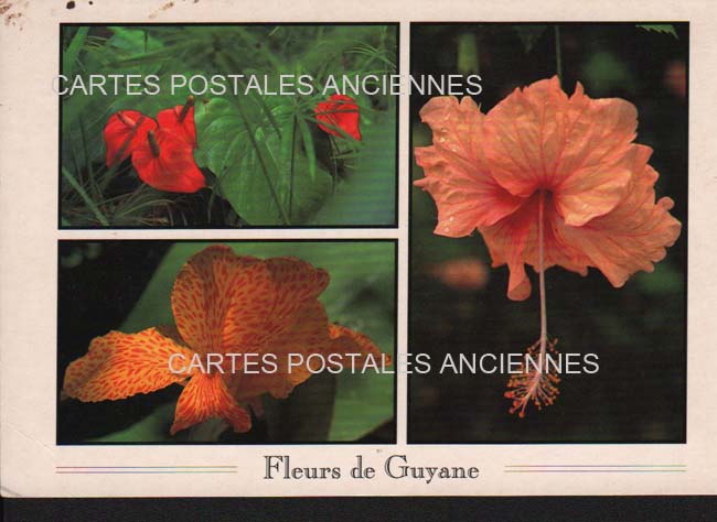 Cartes postales anciennes > CARTES POSTALES > carte postale ancienne > cartes-postales-ancienne.com Fleurs