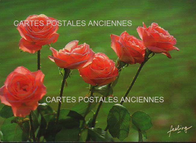 Cartes postales anciennes > CARTES POSTALES > carte postale ancienne > cartes-postales-ancienne.com Fleurs