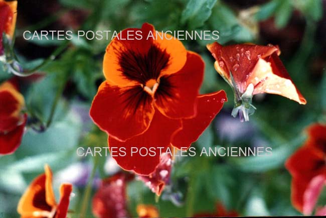 Cartes postales anciennes > CARTES POSTALES > carte postale ancienne > cartes-postales-ancienne.com Fleurs