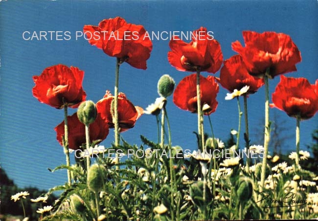 Cartes postales anciennes > CARTES POSTALES > carte postale ancienne > cartes-postales-ancienne.com Fleurs