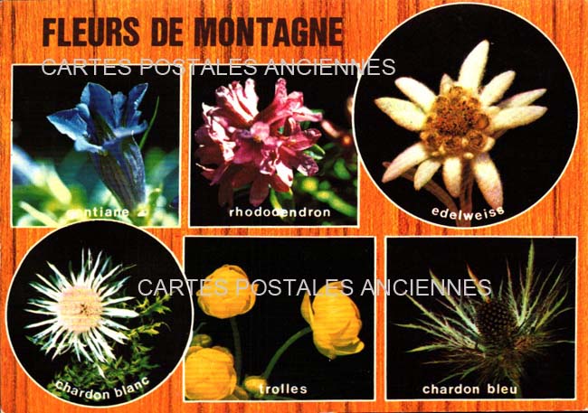 Cartes postales anciennes > CARTES POSTALES > carte postale ancienne > cartes-postales-ancienne.com Fleurs