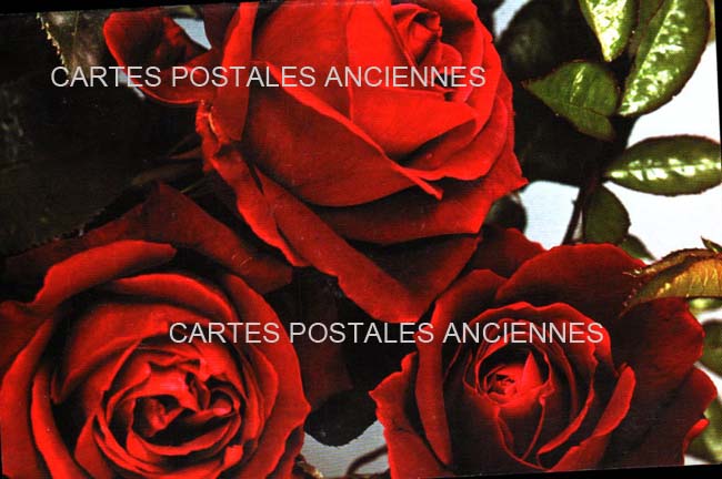 Cartes postales anciennes > CARTES POSTALES > carte postale ancienne > cartes-postales-ancienne.com Fleurs