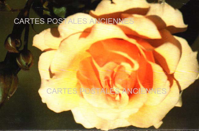 Cartes postales anciennes > CARTES POSTALES > carte postale ancienne > cartes-postales-ancienne.com Fleurs