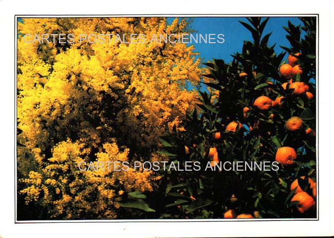 Cartes postales anciennes > CARTES POSTALES > carte postale ancienne > cartes-postales-ancienne.com Fleurs