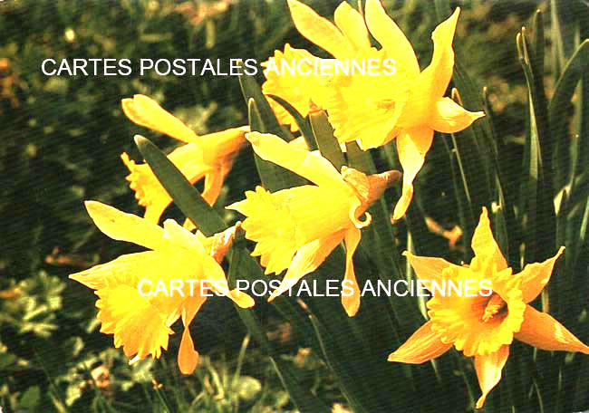 Cartes postales anciennes > CARTES POSTALES > carte postale ancienne > cartes-postales-ancienne.com Fleurs