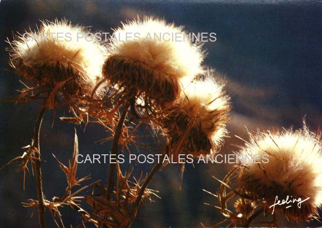 Cartes postales anciennes > CARTES POSTALES > carte postale ancienne > cartes-postales-ancienne.com Fleurs