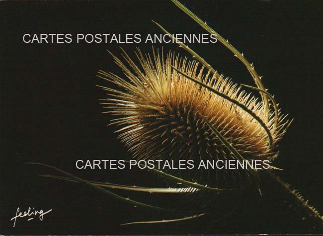 Cartes postales anciennes > CARTES POSTALES > carte postale ancienne > cartes-postales-ancienne.com Fleurs