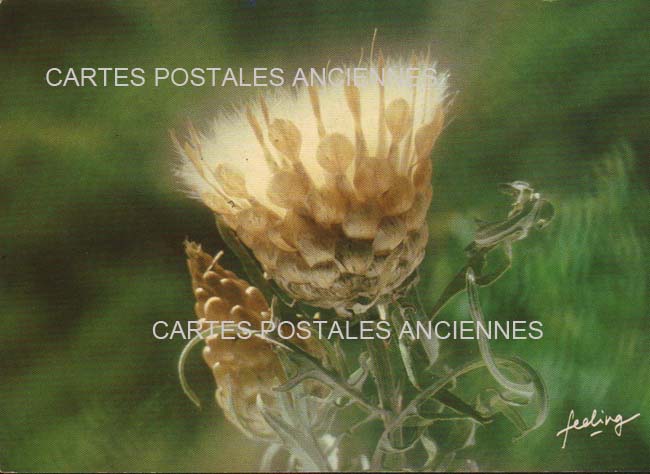 Cartes postales anciennes > CARTES POSTALES > carte postale ancienne > cartes-postales-ancienne.com Fleurs