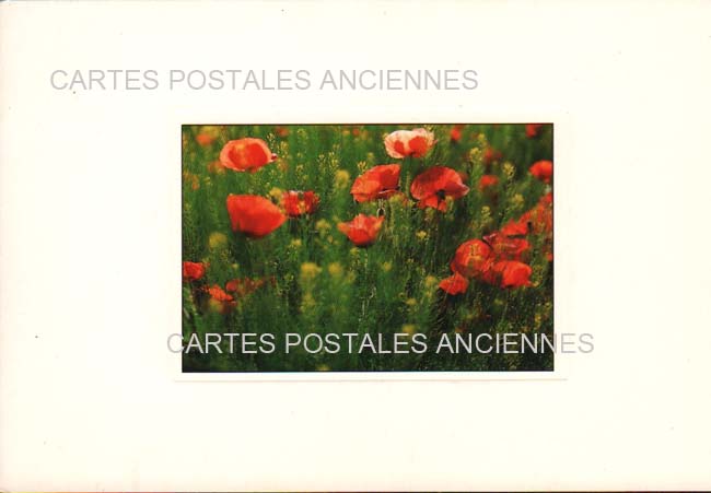 Cartes postales anciennes > CARTES POSTALES > carte postale ancienne > cartes-postales-ancienne.com Fleurs