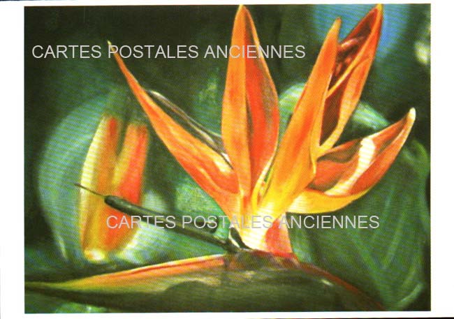 Cartes postales anciennes > CARTES POSTALES > carte postale ancienne > cartes-postales-ancienne.com Fleurs