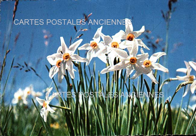 Cartes postales anciennes > CARTES POSTALES > carte postale ancienne > cartes-postales-ancienne.com Fleurs