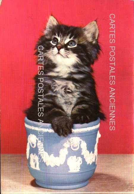 Cartes postales anciennes > CARTES POSTALES > carte postale ancienne > cartes-postales-ancienne.com Animaux Chats