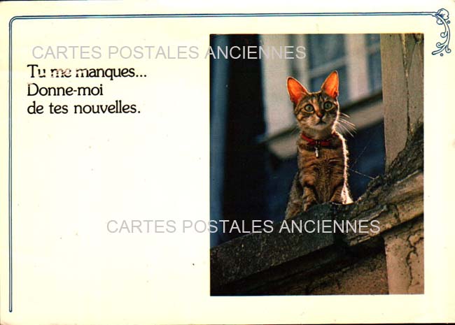 Cartes postales anciennes > CARTES POSTALES > carte postale ancienne > cartes-postales-ancienne.com Animaux Chats