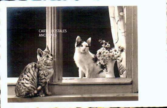 Cartes postales anciennes > CARTES POSTALES > carte postale ancienne > cartes-postales-ancienne.com Animaux Chats