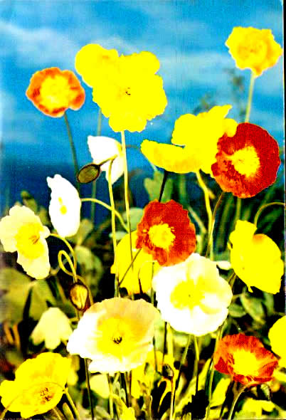 Cartes postales anciennes > CARTES POSTALES > carte postale ancienne > cartes-postales-ancienne.com Fleurs