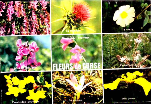 Cartes postales anciennes > CARTES POSTALES > carte postale ancienne > cartes-postales-ancienne.com Fleurs