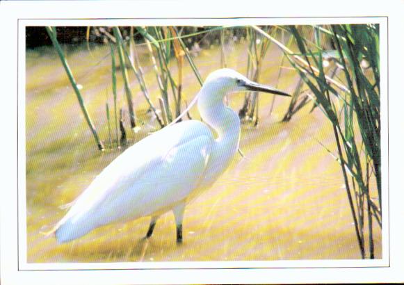 Cartes postales anciennes > CARTES POSTALES > carte postale ancienne > cartes-postales-ancienne.com Animaux