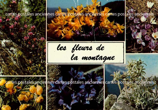 Cartes postales anciennes > CARTES POSTALES > carte postale ancienne > cartes-postales-ancienne.com Fleurs