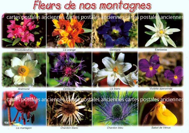 Cartes postales anciennes > CARTES POSTALES > carte postale ancienne > cartes-postales-ancienne.com Fleurs