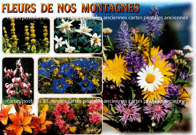 Cartes postales anciennes > CARTES POSTALES > carte postale ancienne > cartes-postales-ancienne.com Fleurs