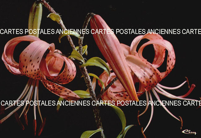 Cartes postales anciennes > CARTES POSTALES > carte postale ancienne > cartes-postales-ancienne.com Fleurs