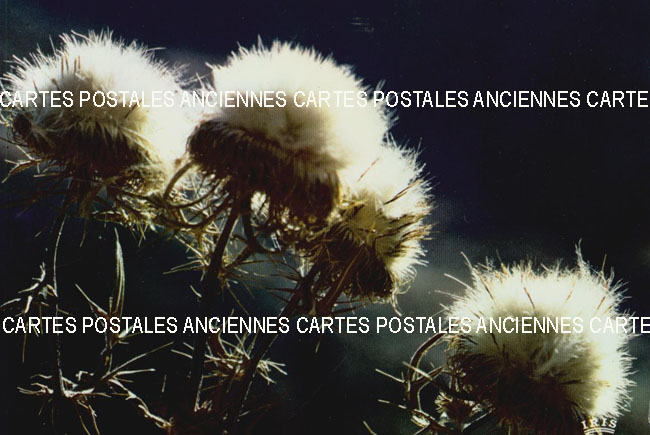 Cartes postales anciennes > CARTES POSTALES > carte postale ancienne > cartes-postales-ancienne.com Fleurs